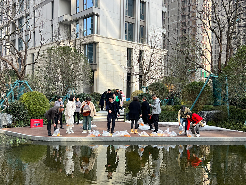 放生锦鲤